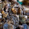 100,000 Oysters Find New Home In Bronx River Reef